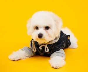 Uspokajanie szczeniaka